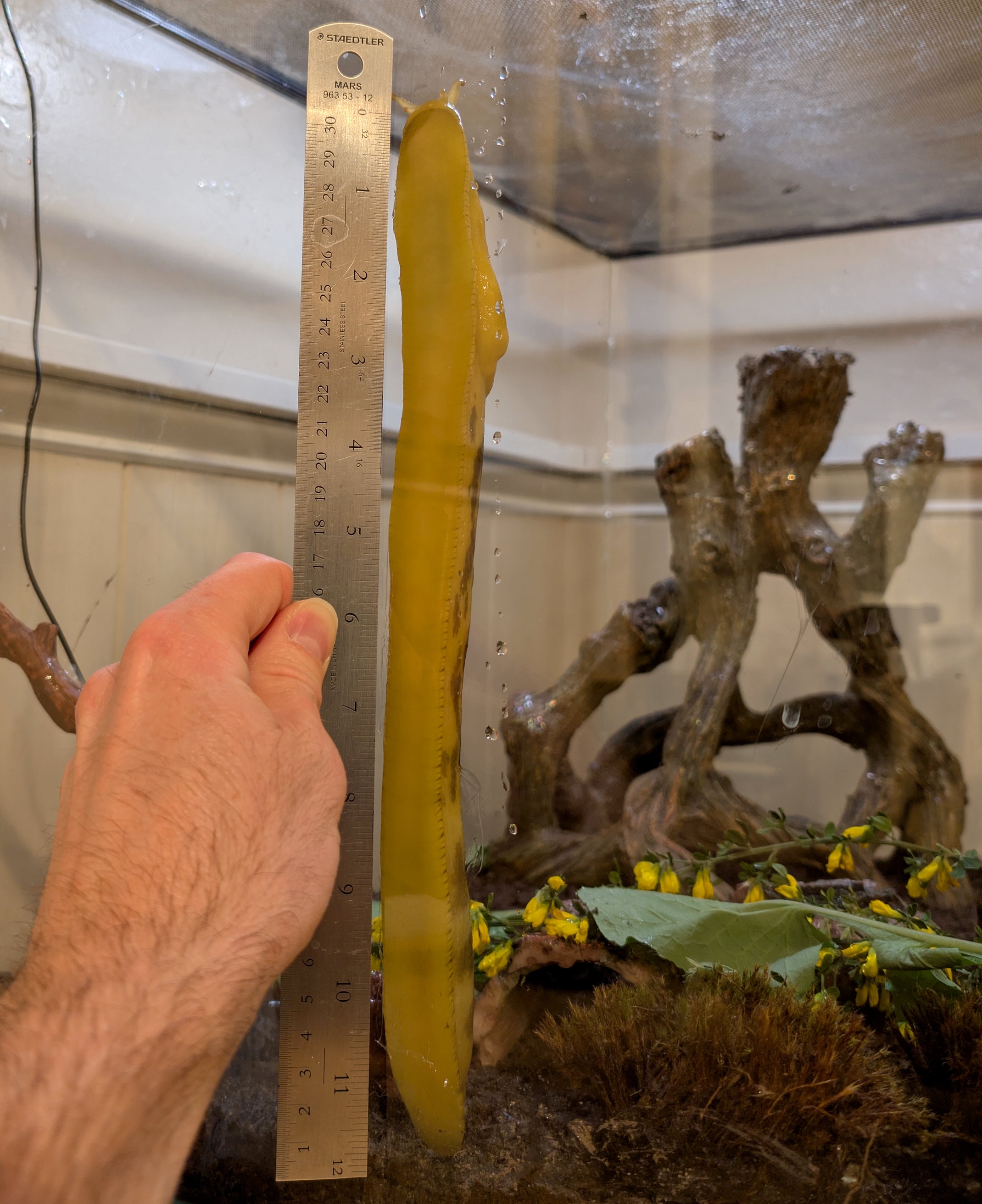 12-Inch / 30cm Banana Slug