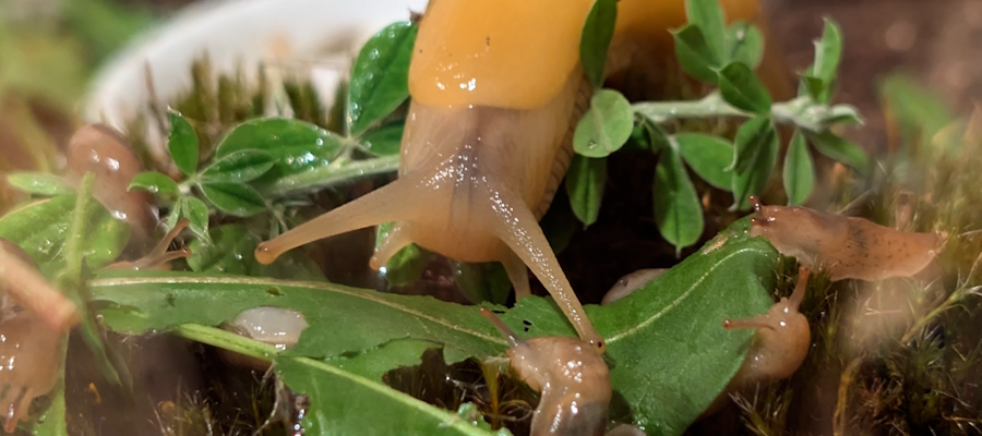 Adult Banana Slug with hatchlings.