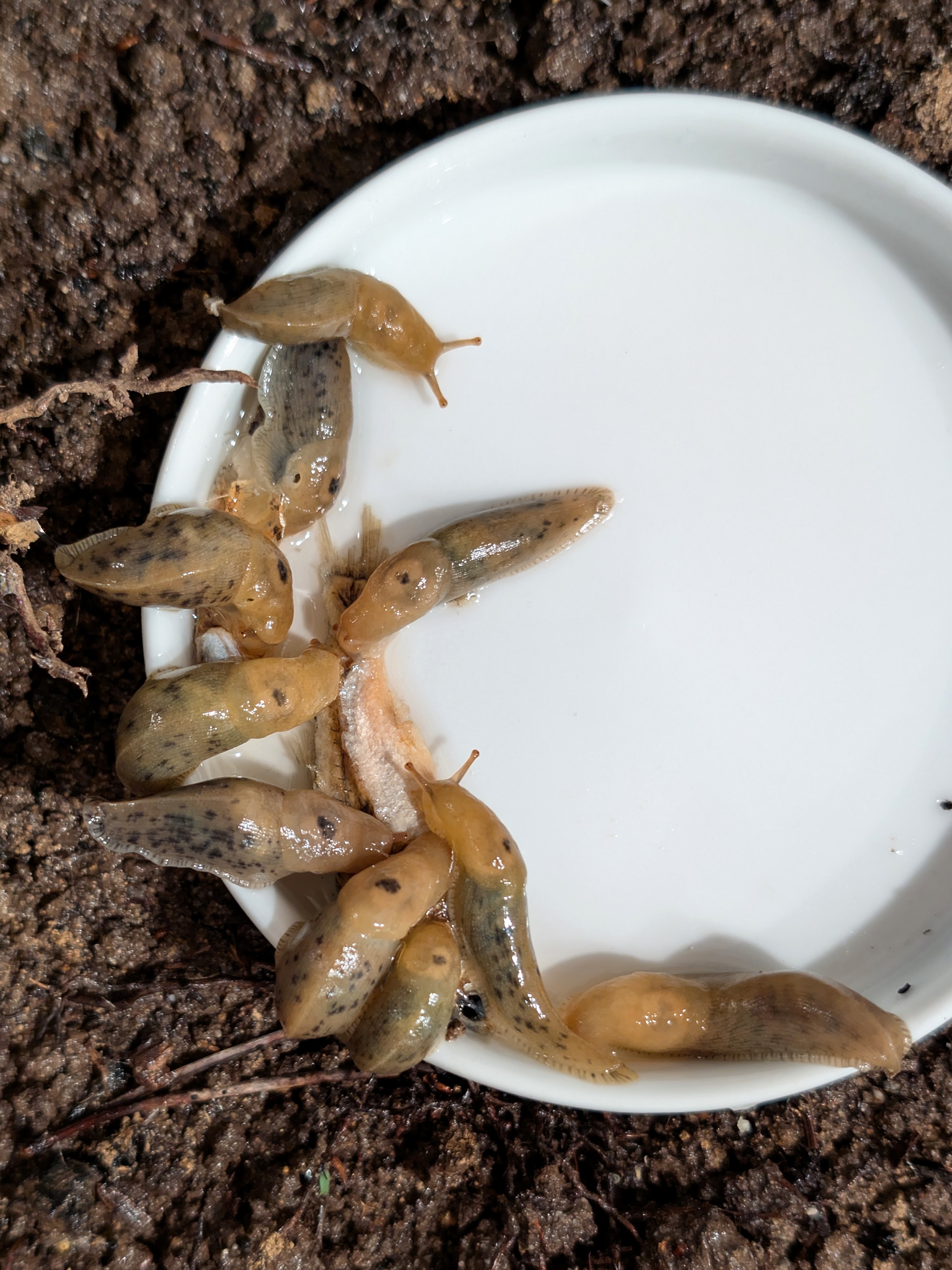 Internal shell visible in juvenile Banana Slugs.