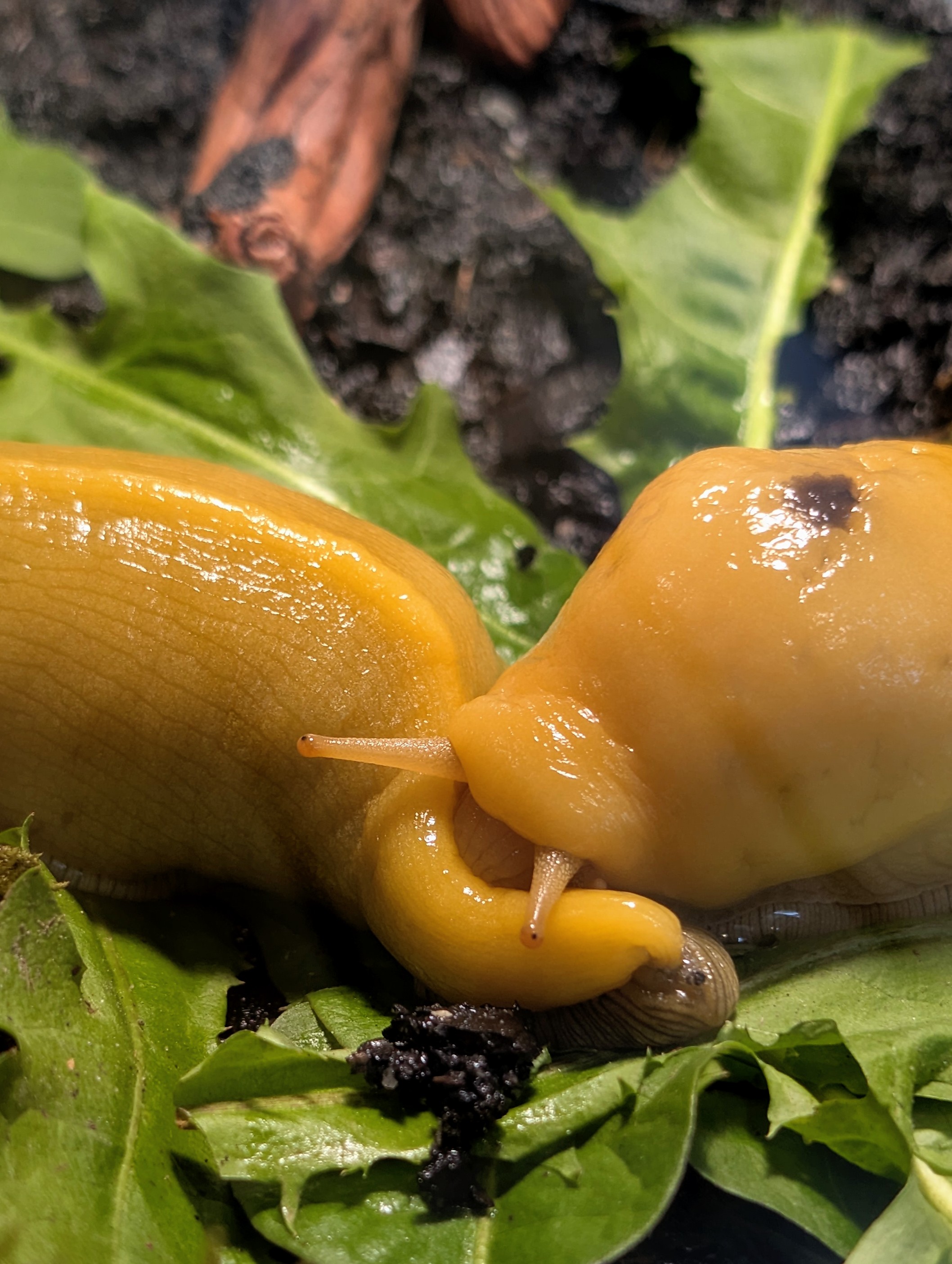 Banana Slug nibbling on mate.