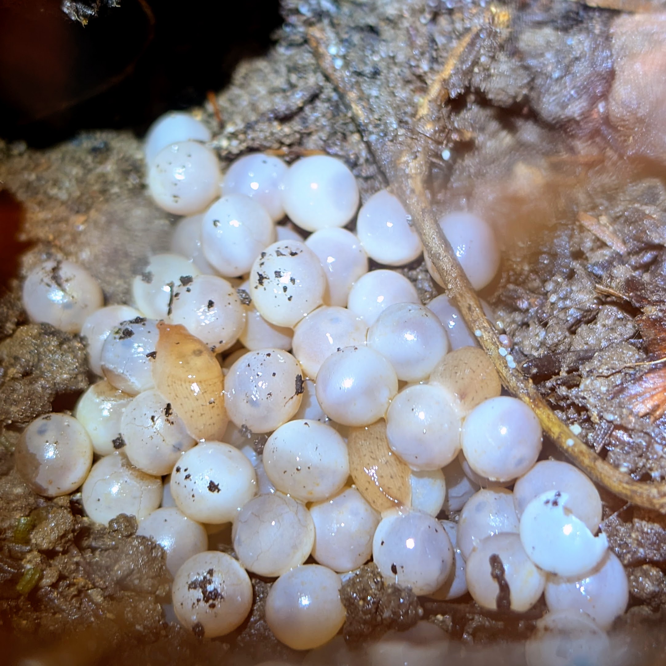 Banana Slug mantle spots visible through eggshell &mdash; alongside fresh hatchlings.